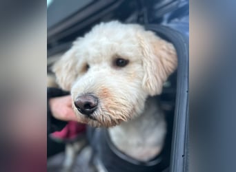Labradoodle - Mix Tino sucht sein Zuhause