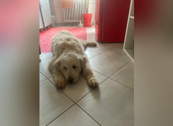 Labradoodle - Mix Tino sucht sein Zuhause