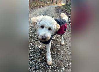 Labradoodle - Mix Tino sucht sein Zuhause