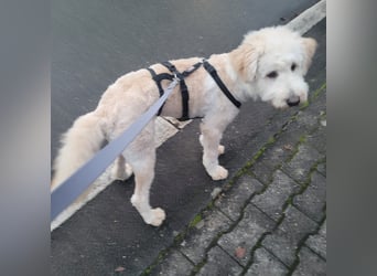 Labradoodle - Mix Tino sucht sein Zuhause