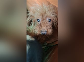 Stuart PP – junger, kluger Pudelmix sucht seinen Neuanfang 