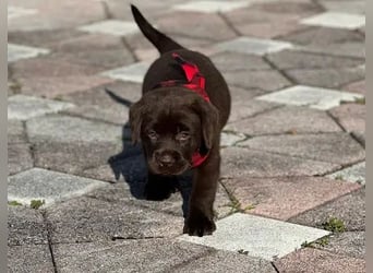 Labrador retriever Hündin – geimpft, entwurmt, gechipt, mit EU-Heimtierausweis