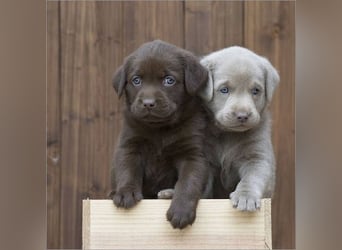 Labrador retriever Hündin – geimpft, entwurmt, gechipt, mit EU-Heimtierausweis