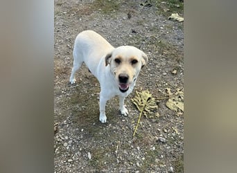 Lora - Zutrauliche Hündin sucht eigenes Körbchen ❤️ Lora - Zutrauliche Hündin sucht eigenes Körbchen ❤️