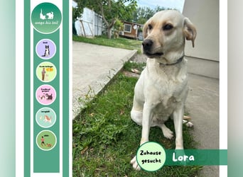 Lora - Zutrauliche Hündin sucht eigenes Körbchen ❤️ Lora - Zutrauliche Hündin sucht eigenes Körbchen ❤️