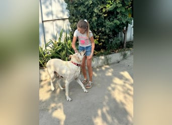 Lora - Zutrauliche Hündin sucht eigenes Körbchen ❤️ Lora - Zutrauliche Hündin sucht eigenes Körbchen ❤️