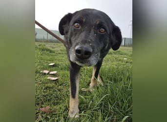 Medo ein absoluter Engel