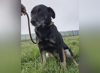 Medo ein absoluter Engel