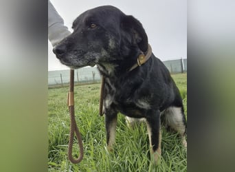 Medo ein absoluter Engel