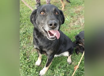 Medo ein absoluter Engel