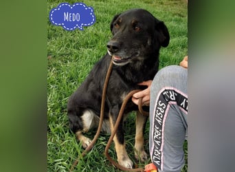 Medo ein absoluter Engel