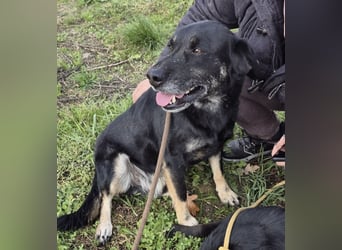 Medo ein absoluter Engel