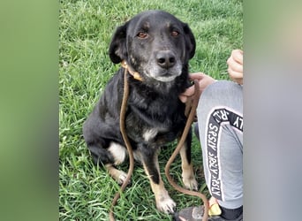 Medo ein absoluter Engel