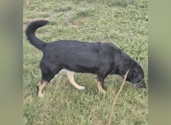 Medo ein absoluter Engel