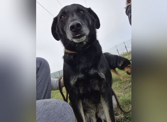 Medo ein absoluter Engel