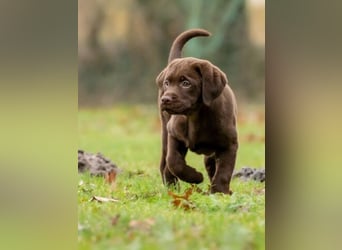 Labrador retriever Hündin – geimpft, entwurmt, gechipt, mit EU-Heimtierausweis