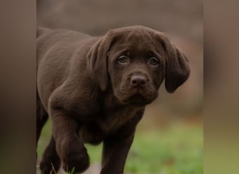 Labrador retriever Hündin – geimpft, entwurmt, gechipt, mit EU-Heimtierausweis