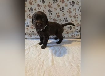 Labrador retriever Hündin – geimpft, entwurmt, gechipt, mit EU-Heimtierausweis