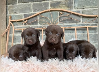 Labrador Welpen