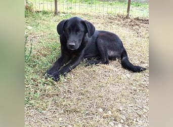 Marko - Welpchen sucht Zuhause