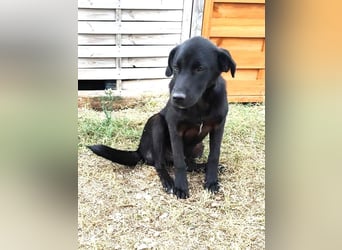 Marko - Welpchen sucht Zuhause