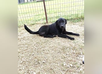 Marko - Welpchen sucht Zuhause