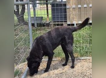 Sofia - menschenbezogene Schmusebacke Sofia - menschenbezogene Schmusebacke