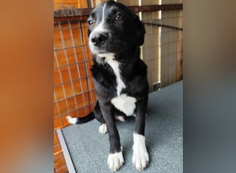 Dino - bezauberndes Hundekind