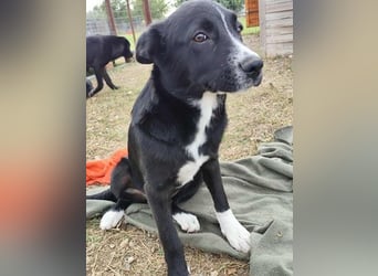 Dino - bezauberndes Hundekind