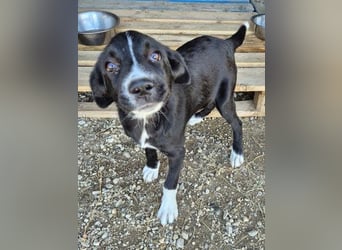 Dino - bezauberndes Hundekind