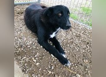 Sofia - menschenbezogene Schmusebacke Sofia - menschenbezogene Schmusebacke