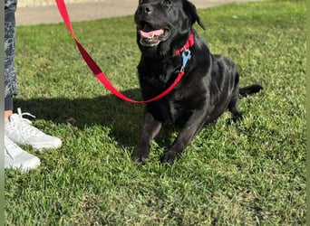 Labrador Dame Contessa