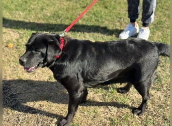 Labrador Dame Contessa