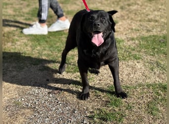 Labrador Dame Contessa