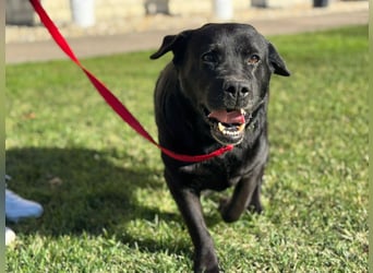 Labrador Dame Contessa