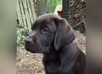 Wunderschönen Labrador Rüden