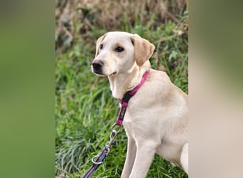 Lea – blonde Labradorretrivermischlingshündin