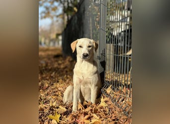 Lea – blonde Labradorretrivermischlingshündin