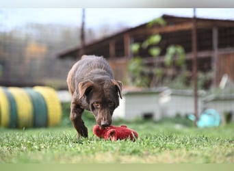 Toni - Labrador Schoko sucht sein Zuhause