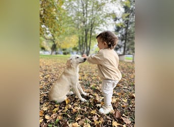 Lea – blonde Labradorretrivermischlingshündin