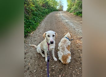 Lea – blonde Labradorretrivermischlingshündin