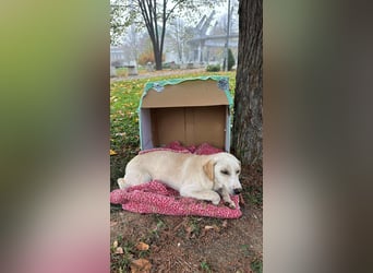 Lea – blonde Labradorretrivermischlingshündin