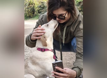 Lea – blonde Labradorretrivermischlingshündin