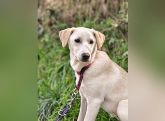 Lea – blonde Labradorretrivermischlingshündin