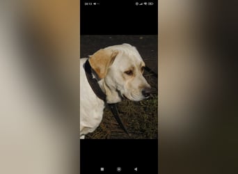 Unser besonderer  Labrador Mike sucht sein Zuhause.