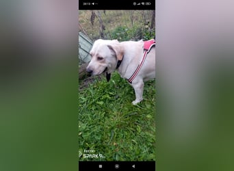 Unser besonderer  Labrador Mike sucht sein Zuhause.