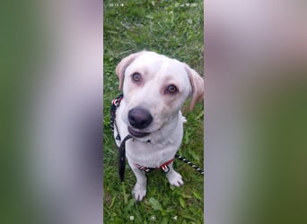 Unser besonderer  Labrador Mike sucht sein Zuhause.