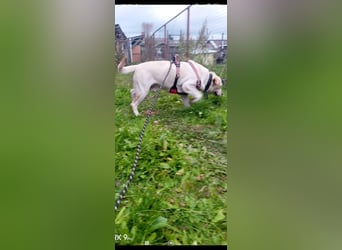 Unser besonderer  Labrador Mike sucht sein Zuhause.