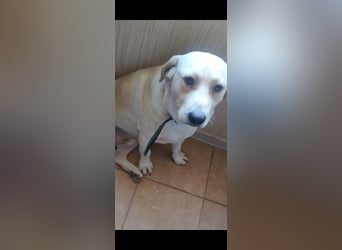 Unser besonderer  Labrador Mike sucht sein Zuhause.