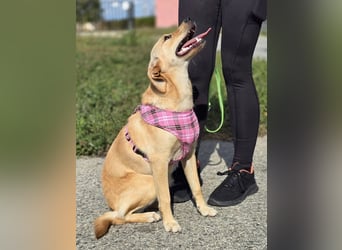 Rea ❤️kleines Labbi-Mischlingsmädchen mit großem Herzen